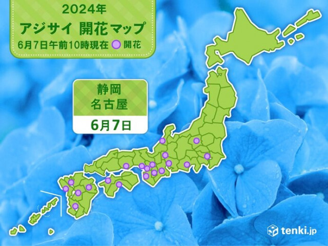 静岡と名古屋で「平年より早く」アジサイ開花　でも梅雨入りは「平年より遅い」