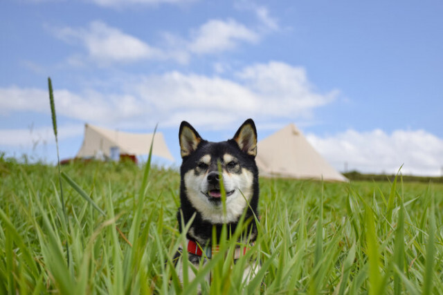 北海道で愛犬とキャンプ! ドッグランがあるキャンプ場4選