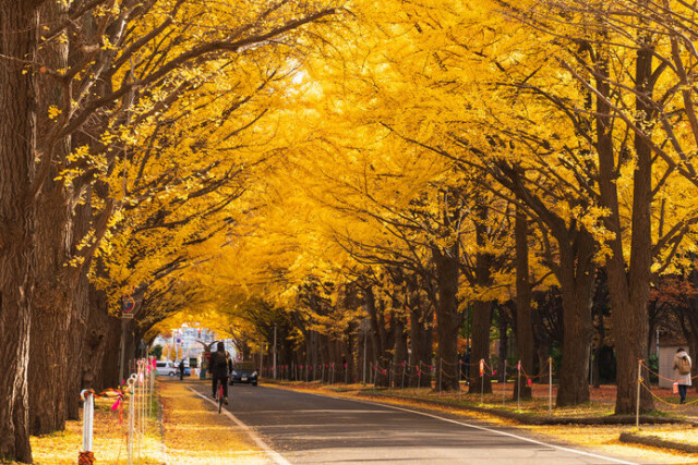 カラマツの黄葉、ナナカマドの紅葉。“北海道らしい”秋