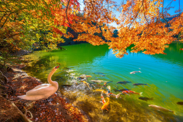 まだ間に合う山梨県の紅葉♪甲信越の美しい秋を楽しもう＜レジャー特集2023＞