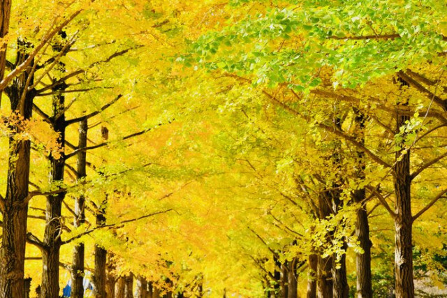 茨城県の紅葉名所♪ 北関東の美しい秋を楽しもう＜レジャー特集2023＞