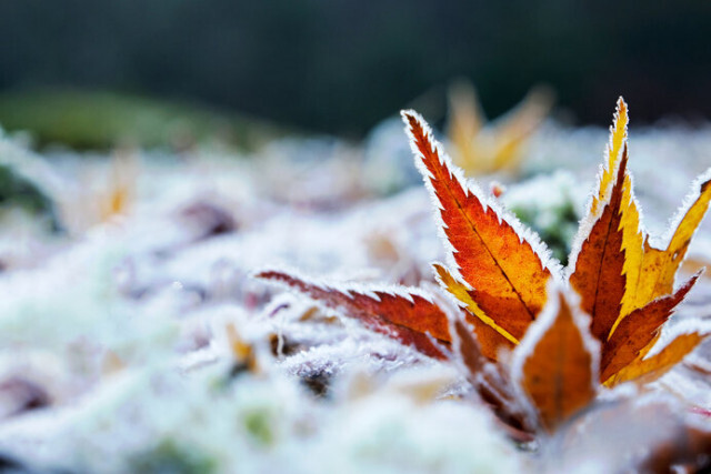 11月8日は二十四節気の「立冬」。寒さに備える「こたつ開き」はいつ？