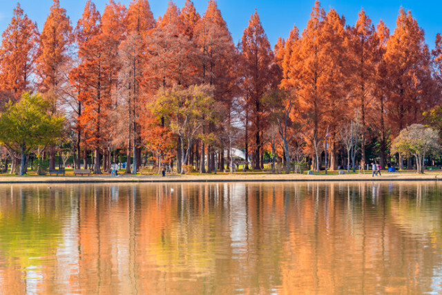 秋深まる公園で紅葉散歩を楽しもう♪東京都の紅葉名所＜レジャー特集2023＞