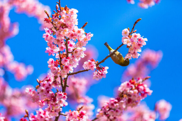 早咲きの桜を見に行こう！3月中旬に見頃を迎える桜スポット4選【関東・東海編】