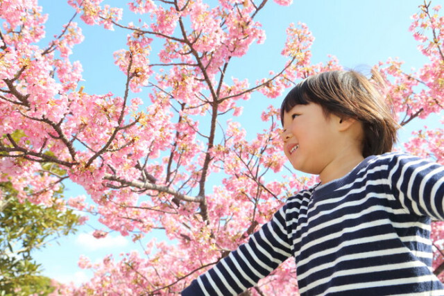 早咲きの桜を見に行こう！3月中旬に見頃を迎える桜スポット4選【関西編】