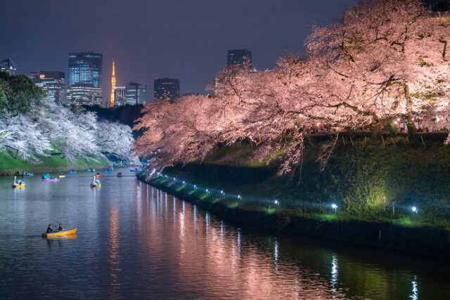花の季節が到来！「桜まつり」「夜桜ライトアップ」を楽しめる東京のお花見スポット4選
