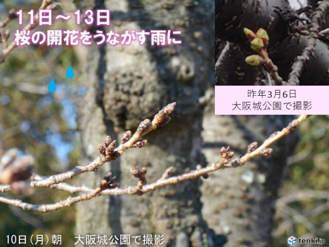 11日(火)〜13日(木)の近畿は傘の出番　桜の開花をうながす雨　20℃予想も