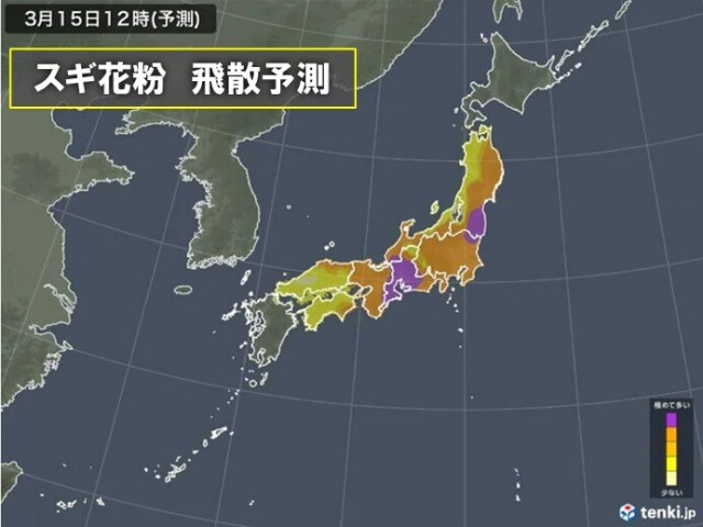 花粉の大量飛散が続く　週末は雨で「少ない」所も油断せず　17日は花粉が急増