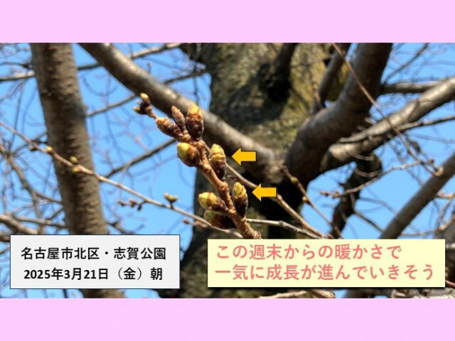 この先は高温傾向　22日〜23日は初夏の陽気　東海の桜　開花・満開はいつ?