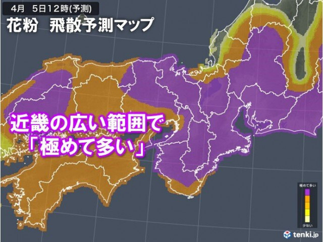 近畿のヒノキ花粉　飛散ピークへ　5日(土)と7日〜9日は広く「極めて多い」予想