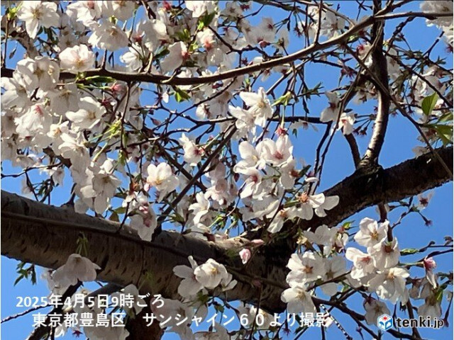 桜が見頃の関東　週末のお花見は5日(土)がベスト　6日(日)は急な強い雨や雷雨も