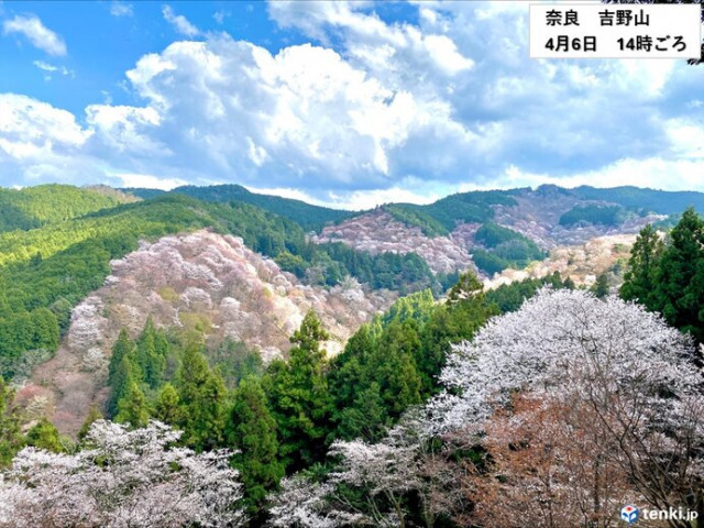 明日8日(火)近畿の花見は寒暖差に注意　10日(木)以降は雨の降る日が多く