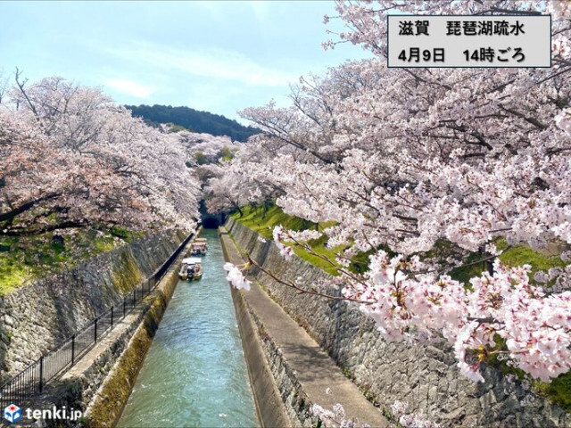 明日10日から11日にかけて近畿地方の広い範囲で雨に　「桜流し」になるところも