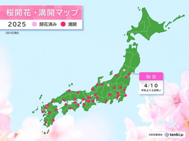 今日10日は仙台で桜満開　平年より3日早く　昨年より1日遅い