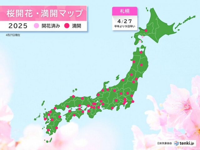 札幌で桜(ソメイヨシノ)が満開に　いよいよ花見シーズン到来