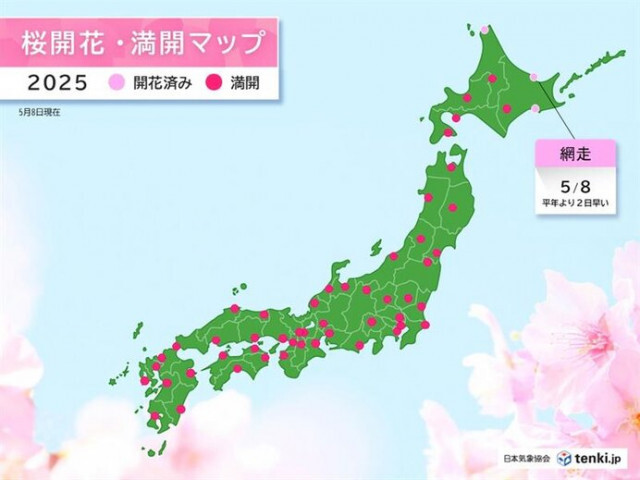 網走で桜開花　平年より2日早く　昨年より10日遅い