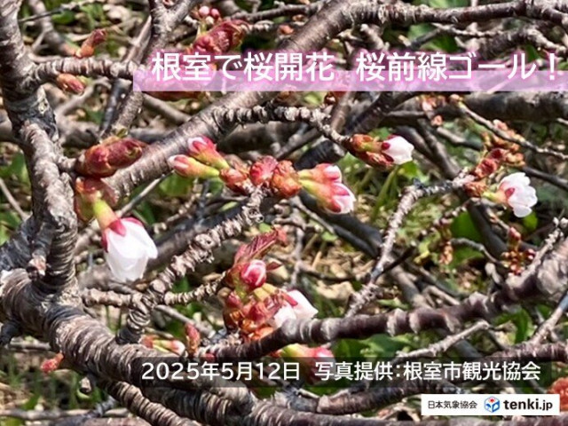桜前線ゴール　今日12日　北海道の根室で桜が開花