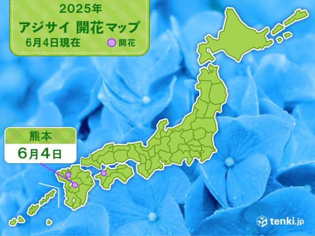 今日4日　熊本でアジサイ開花　平年より3日遅く昨年より8日遅い