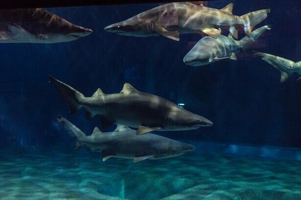【コロナ対策情報付き】アクアワールド茨城県大洗水族館の楽しみ方！飼育種数日本一のサメや巨大水槽のマンボウが人気