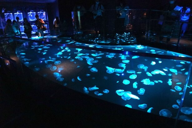 「クラゲの宝石箱や～」すみだ水族館がリニューアル！新設されたクラゲ500匹の大型水槽などをレポート