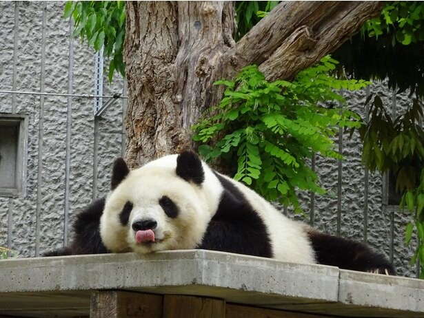 神戸・王子動物園のパンダのタンタンお別れ。悲劇乗り越えた20年
