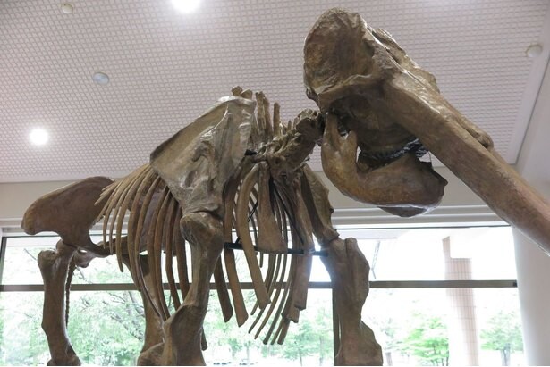 ゾウの進化の謎に迫る！島根県立三瓶自然館で「失われたゾウの世界」が開催中