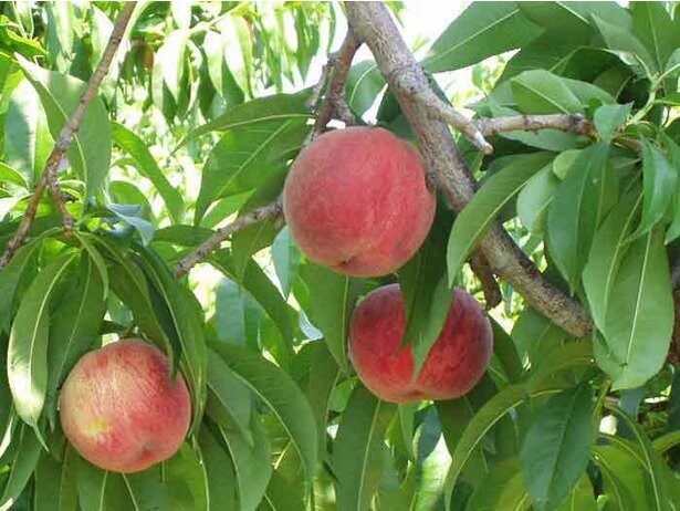 美味しい桃が食べ放題！山梨県笛吹市で「桃狩り」開催中