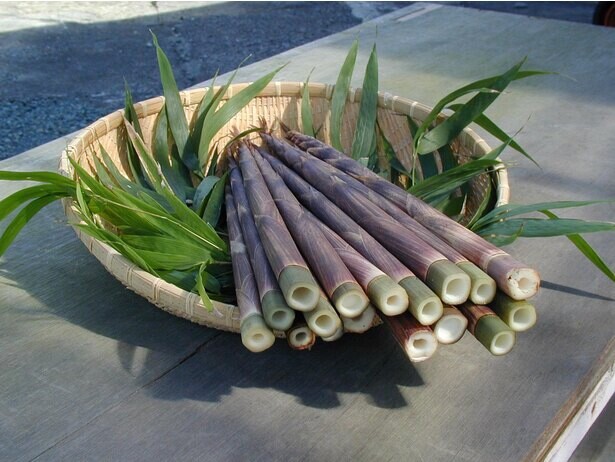 旬のタケノコを満喫！南伊豆町の一条竹の子村で「四方竹狩り」開催