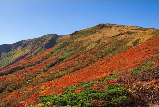 「神の絨毯」と呼ばれる栗駒山の紅葉が9月下旬から見頃に