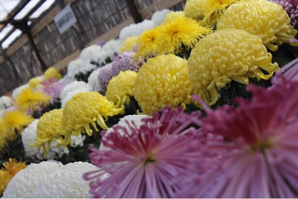 魅力あふれる菊が集結、福島県二本松市で「霞ヶ城公園菊花展」が開催中