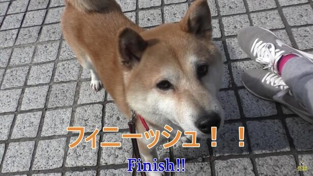 「柴犬を探せ」10連発！神戸に隠れた小春ちゃんを見つけられるか！？