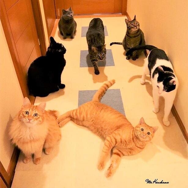 「1匹でも多くの猫たちに幸せな人生を」。7匹の保護猫と共に、静岡へ移住するワケとは？