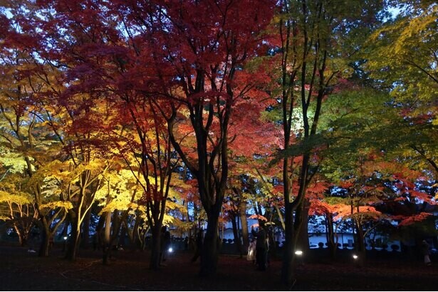 幻想的な紅葉が美しい、函館市で紅葉のライトアップ「はこだてMOMI-Gフェスタ」が開催中