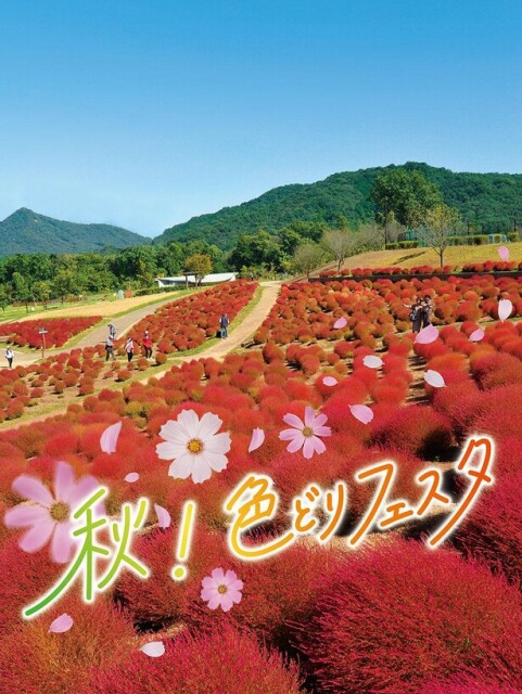 楽しい秋の一日を満喫！香川県の国営讃岐まんのう公園で「秋！色どりフェスタ」開催