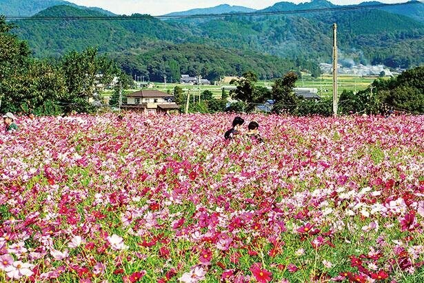 愛知県が誇る、秋の花名所3選！コスモスなどが作り出す色鮮やかな絶景に感動