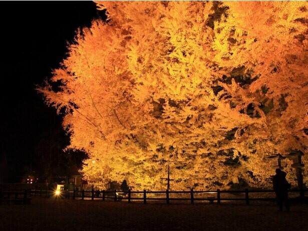 暗闇の中で金色に輝く！青森県西津軽郡で『日本一の大イチョウ・ライトアップ「ビッグイエロー2020」』が開催中