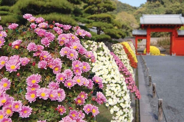 日本庭園に華やかな菊花、鹿児島市の仙巌園で「第61回 菊まつり」開催