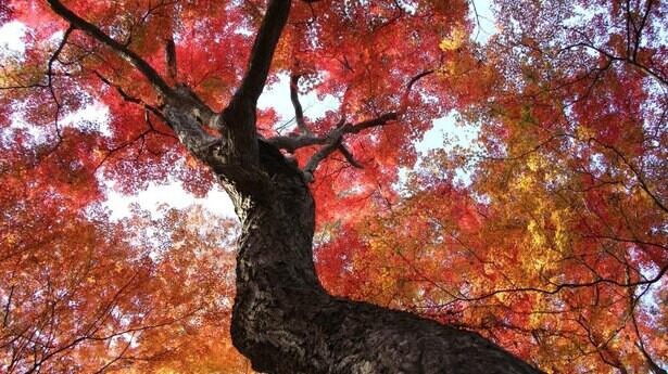 幻想的な紅葉が楽しめる！栃木県大田原市で「佐久山御殿山もみじ祭」が開催中