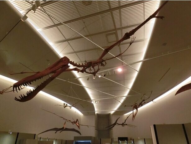 群馬県立自然史博物館で第62回企画展「空にいどんだ勇者たち」が開催中！プテラノドンの全身骨格標本などを展示