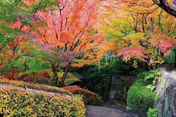燃えるように色付く紅葉が美しい、本格的な和風庭園を散策！愛知県安城市の「丈山苑」おでかけコース