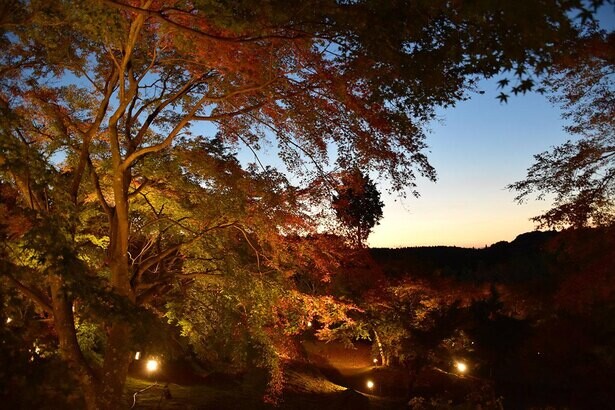 雲仙の紅葉のラストを飾る、雲仙市の「三十路苑」で紅葉が見頃