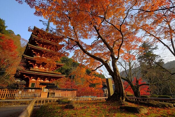 花の御寺は紅葉も格別、桜井市の長谷寺で紅葉が見頃