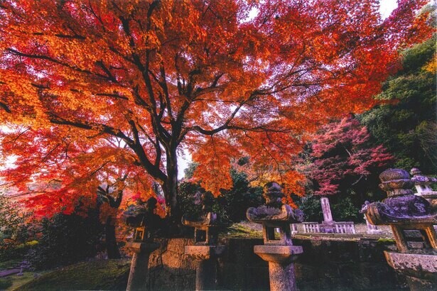 歴代の鳥取藩主の墓碑が並ぶ池田家墓所で紅葉が見頃、ライトアップも実施