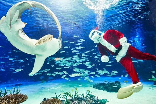 都心のオアシスで癒やされる…「サンシャイン水族館のクリスマス」開催
