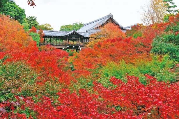密を避けて楽しむ京都・東福寺の紅葉！ボリューム満点のスイーツにサバ寿司も
