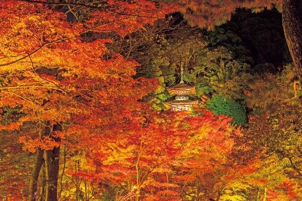 密を避けて楽しむ京都・永観堂の紅葉！湯豆腐会席や優美な庭園を堪能
