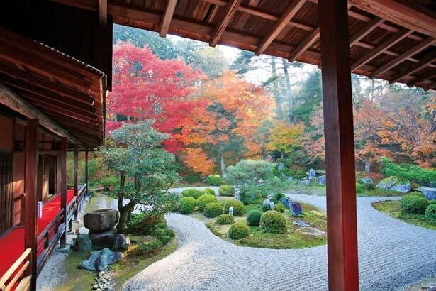 密を避けて楽しむ京都・一乗寺の紅葉！大人気の抹茶スイーツにも注目