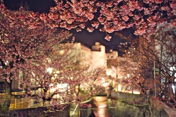 春の訪れを先取り 静岡県熱海市で 第11回あたみ桜 糸川桜まつり 開催 コラム 緑のgoo