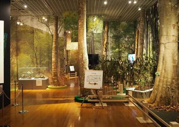 ブナの魅力を体感、茨城県坂東市で「いのち育むブナの森　森のぬくもり、もりだくさん！」が開催中
