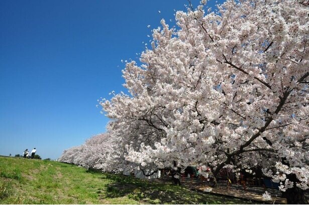 桜の人気・定番の種類11選！見た目の特徴や名前の由来、開花時期におすすめスポットまで紹介